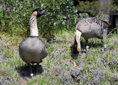 Hawaii kaz (Branta sandvicensis çifti)