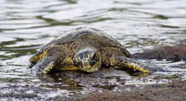 Green turtle (Chelonia mydas) at Big Island, Hawaii 03 clipart