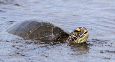 Green turtle (Chelonia mydas) at Big Island, Hawaii 02 clipart