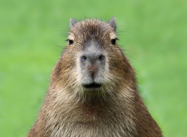 Portrait of a young Capybara (Hydrochoerus hydrochaeris) clipart