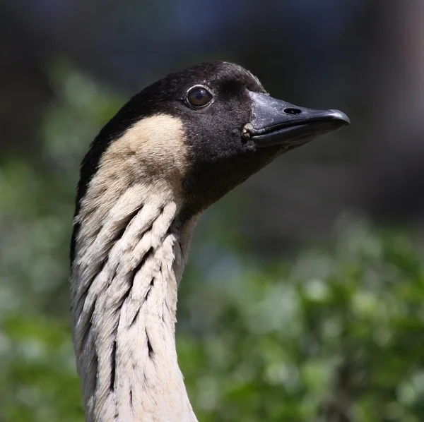 Hawaiian Goose (Branta sandvicensis) 01 — Stockfoto