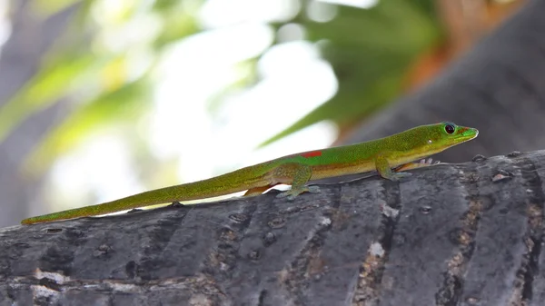 Day Gecko (Phelsuma jaszczur) na pień palmowy — Zdjęcie stockowe