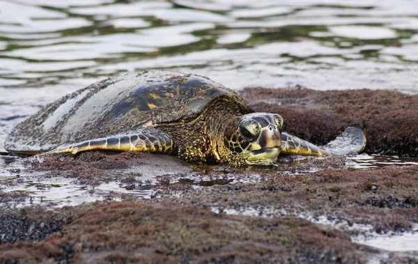 Зелёная черепаха (Chelonia mydas) на Биг-Айленде, Гавайи 04 — стоковое фото
