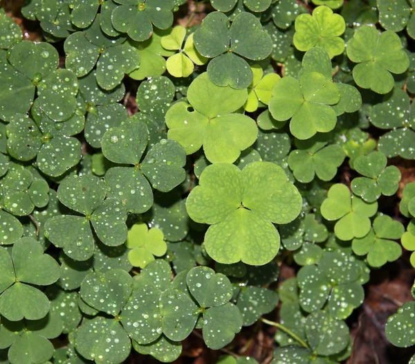 stock image Clover leafs as background