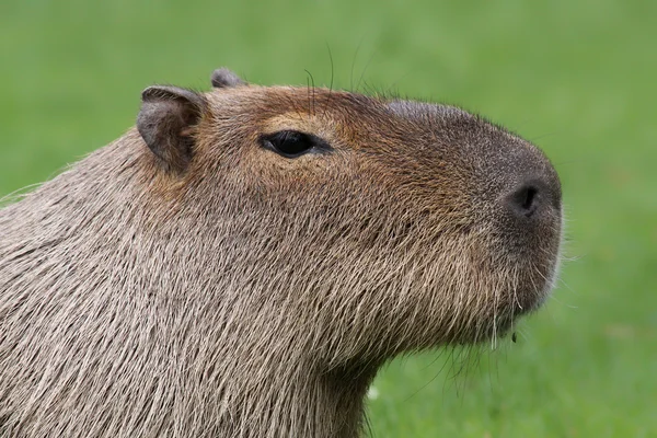 Portret van een volwassen capibara (Hydrochoerus hydrochaeris) — Stockfoto