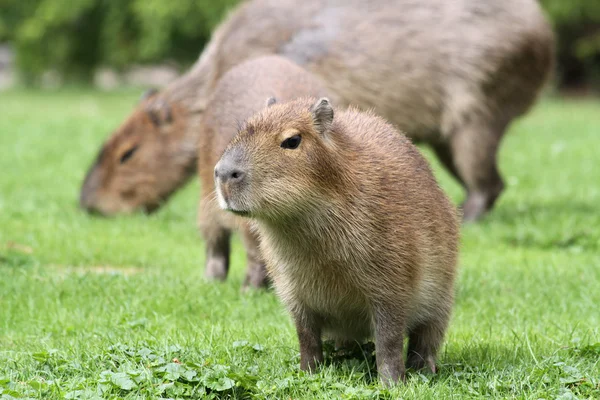 Genç Capibara (Hydrochoerus hydrochaeris) — Stok fotoğraf