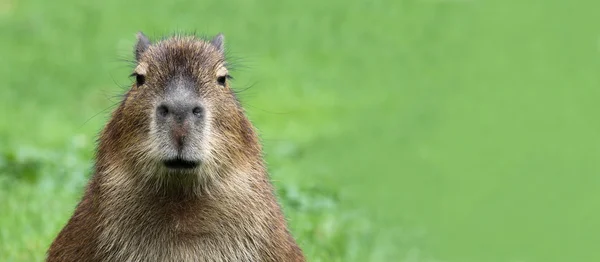 Young Kapybara (Hydrochoerus hydrochaeris) s kopií prostor — Stock fotografie
