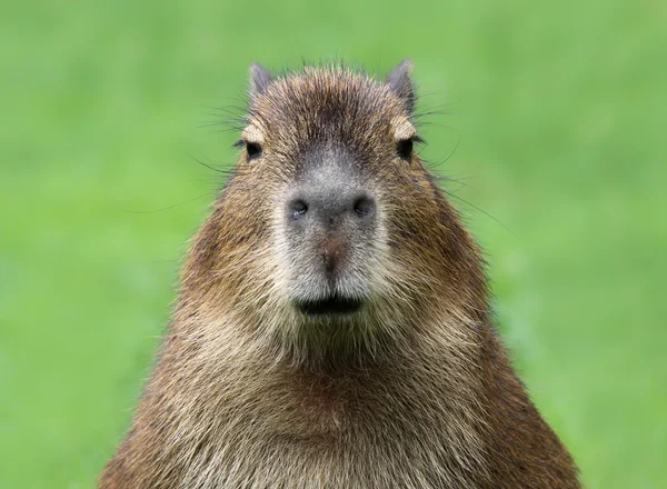 Retrato de una joven Capibara (Hydrochoerus hydrochaeris ) — Foto de Stock