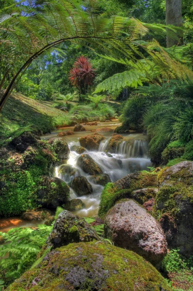 Creek i tropiskt landskap (sao miguel, Azorerna) — Stockfoto