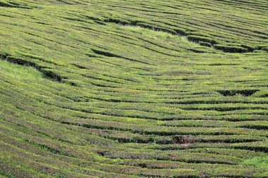 (Azor Adaları) 02 Sao Miguel plantasyonunda çay