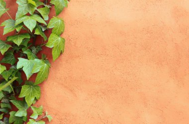 Mediterranean wall with ivy plant as background clipart