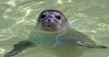 Genç liman seal (phoca vitulina) 03