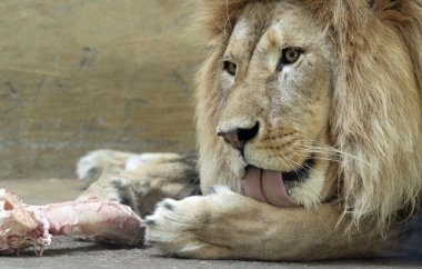 Adult male lion while feeding clipart