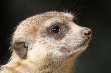 Çöl faresi (Suricata suricatta görünümünü yakın çekim)