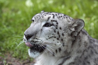 Young Snow leopard (Panthera uncia) 02 clipart