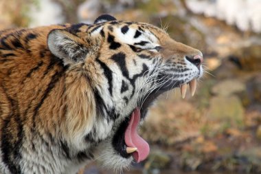 Portrait of a roaring Siberian tiger (Panthera tigris altaica) 02 clipart