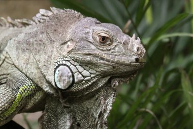 yakın çekim Yeşil İguana