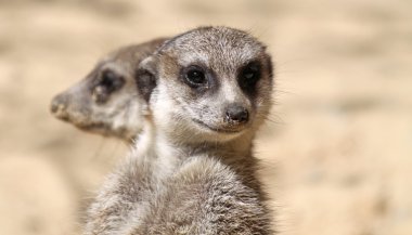 Pair of Meerkats (Suricata suricatta) 02 clipart