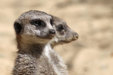 Pair of Meerkats (Suricata suricatta) clipart