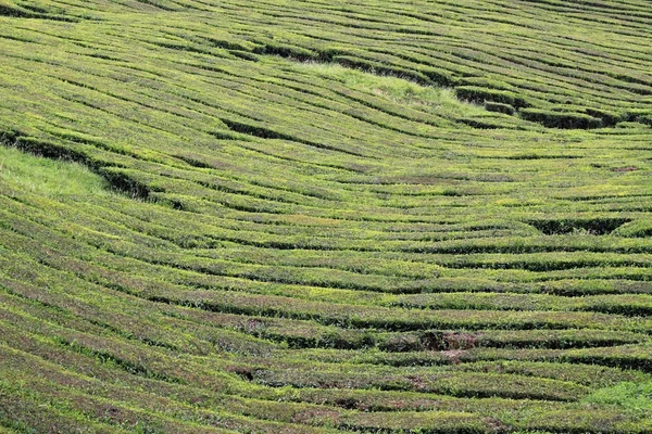 stock image Tea plantation at Sao Miguel (Azores Islands) 02