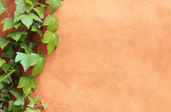 stock image Mediterranean wall with ivy plant as background