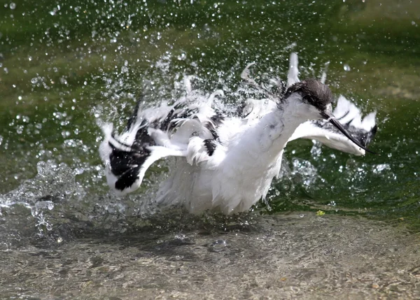 A Pied Avocet (Recurvirostra avosetta) tomar un baño — Foto de Stock