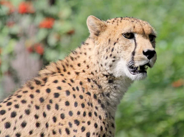 Female cheetah (Acinonyx jubatus) 04 — Stock Photo, Image