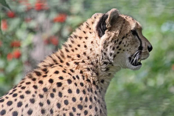 Female cheetah (Acinonyx jubatus) 03 — Stock Photo, Image