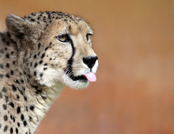 Kobieta gepard (acinonyx jubatus) 02 — Zdjęcie stockowe