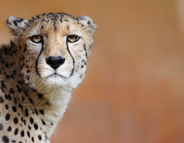 Kobiece gepard (Acinonyx jubatus) — Zdjęcie stockowe
