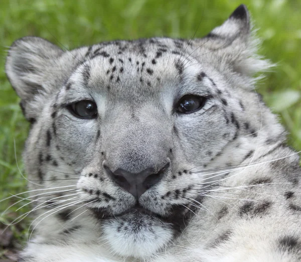 Genç kar leoparı (Panthera uncia) 03 — Stok fotoğraf