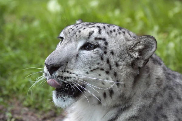 Genç kar leoparı (Panthera uncia) 02 — Stok fotoğraf