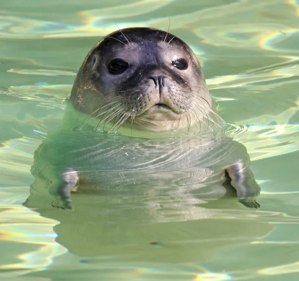 Young harbor seal (Phoca vitulina) — Stock Photo, Image