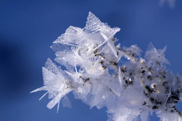 stock image Details of ice crystals in the sun (Close-up)