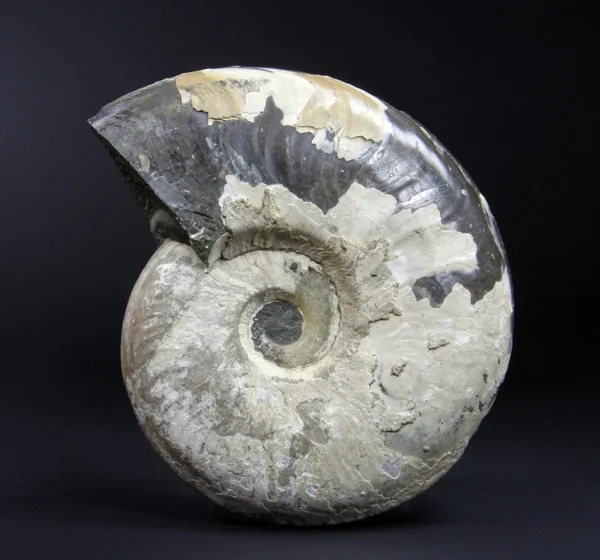 Fosszilis ammoniteszek — Stock Fotó