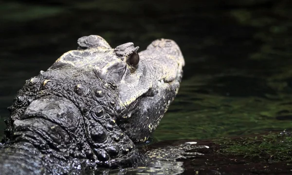 Close-up de um crocodilo — Fotografia de Stock