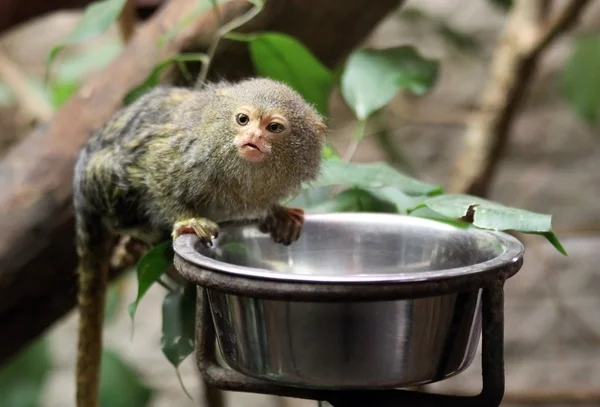 Cute little monkey while feeding — Stock Photo, Image