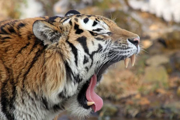 Portréja egy zúgó szibériai tigris (Panthera tigris altaica) 02 — Stock Fotó