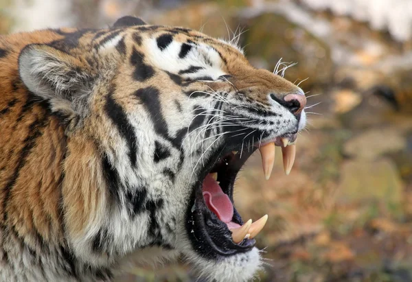 Porträt eines brüllenden sibirischen Tigers (panthera tigris altaica)) — Stockfoto