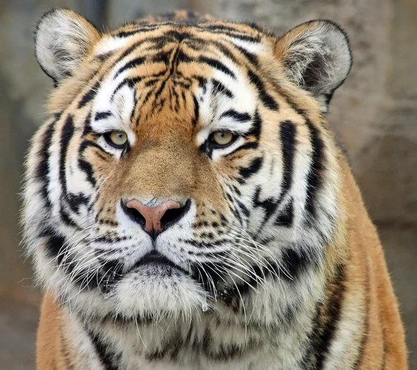 Portréja egy szibériai tigris (Panthera tigris altaica) 02 — Stock Fotó