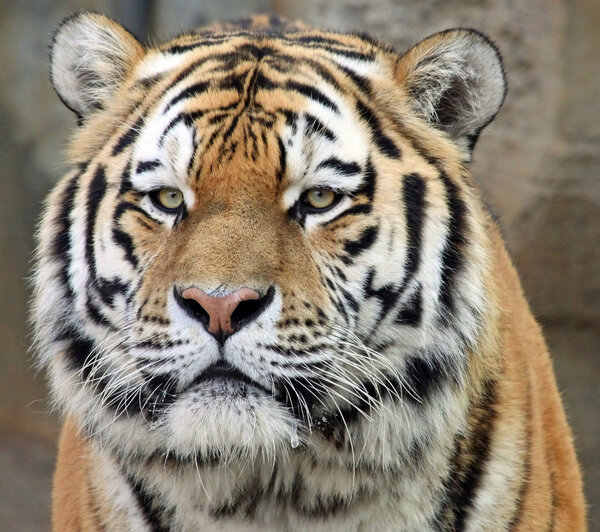 Portrait of a Siberian tiger (Panthera tigris altaica) 02