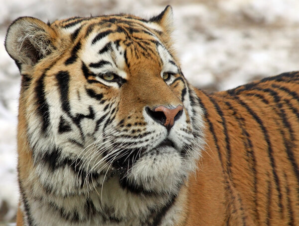 Portrait of a Siberian tiger (Panthera tigris altaica)