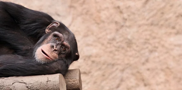 Šimpanz s kopírovat vložit — Stock fotografie