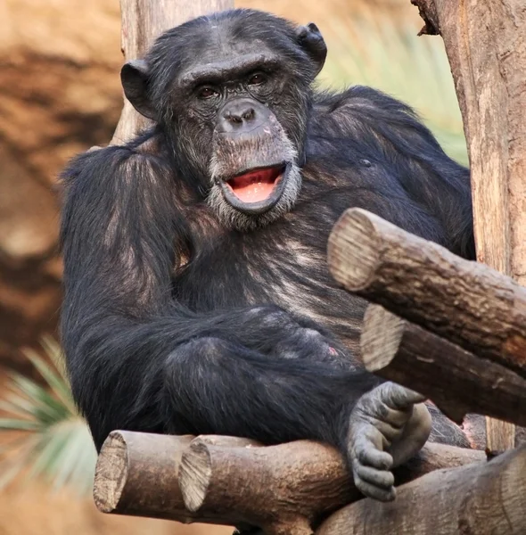 Chimpanzé 02 — Fotografia de Stock