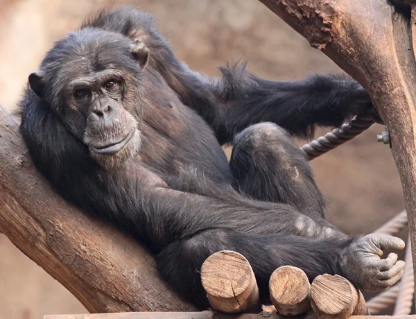 Шимпанзе-01 — стоковое фото