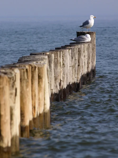 stock image Coastal Protection in Mecklenburg-Vorpommern (Germany) 02