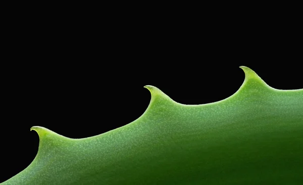 Vista de perto de uma folha de Aloe vera — Fotografia de Stock