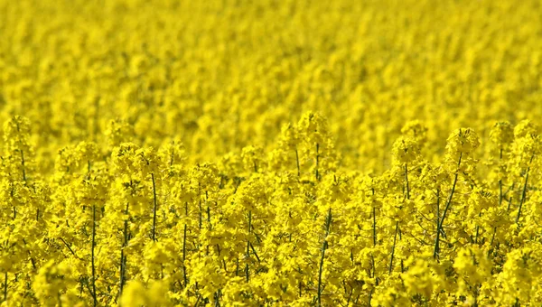 Stock image Canola field