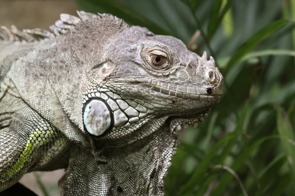 Primo piano di un'iguana verde — Foto Stock