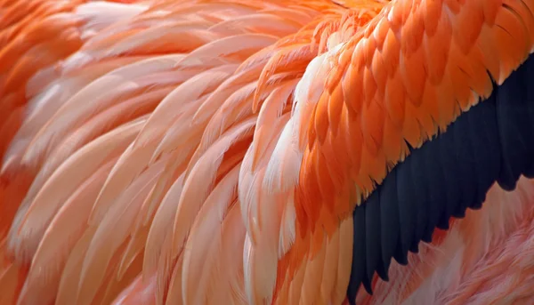 Vista de cerca de las plumas de un gran flamenco (Phoenicopterus roseus) 03 —  Fotos de Stock